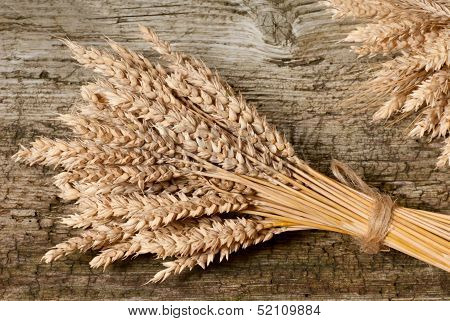 Winter Wheat