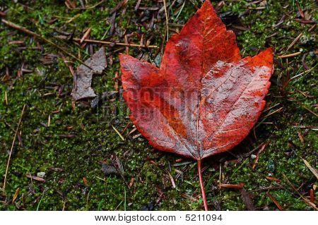 Maple Leaf