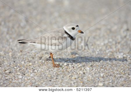 นกหัวโตทำท่อกิน (charadrius Melodus)