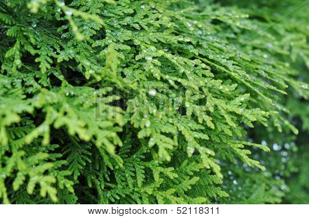 Texture Of Arborvitae Leaves In The Dew On The Side Closeup