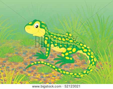 Lizard