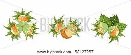 Hazelnuts clusters. Vector illustration.