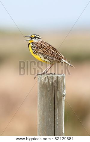 Eastern Meadowlark (sturnella Magna)