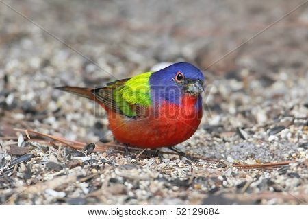 Painted Bunting (passerina Ciris)