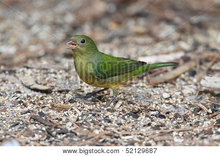Painted Bunting (passerina Ciris)