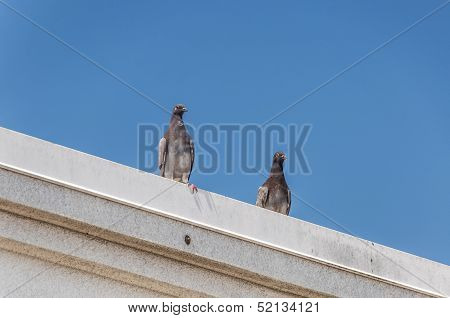 Pigeons