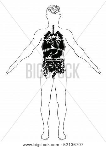 Human Anatomy