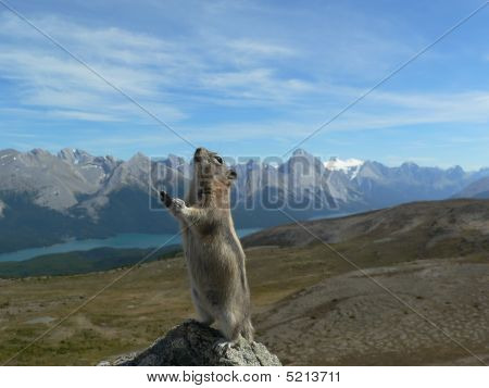 Paysage de Chipmunk