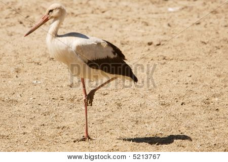 Cigogne blanche
