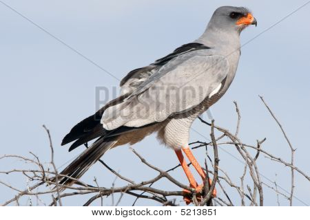 Eagle