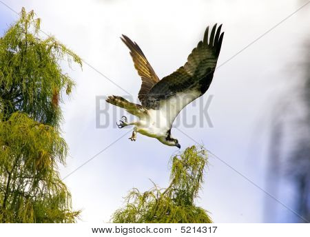 Fishing Osprey