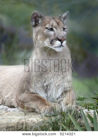 Panthers