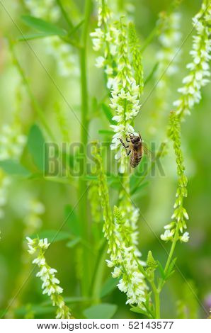 Bee On Flowers