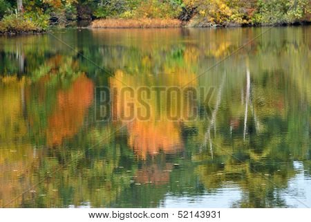 Water Reflection of a Colorful Fall Tree