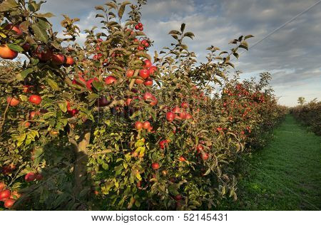 Apple orchard