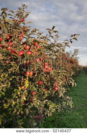 Apple orchard