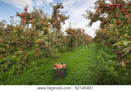 Apple orchard