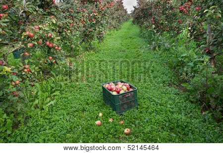 Apple orchard