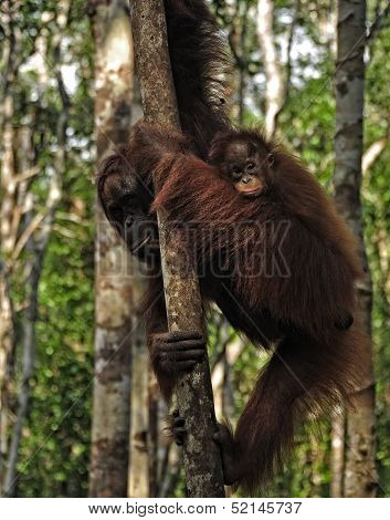Orangutans