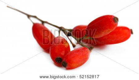 ripe barberries on branch isolated white