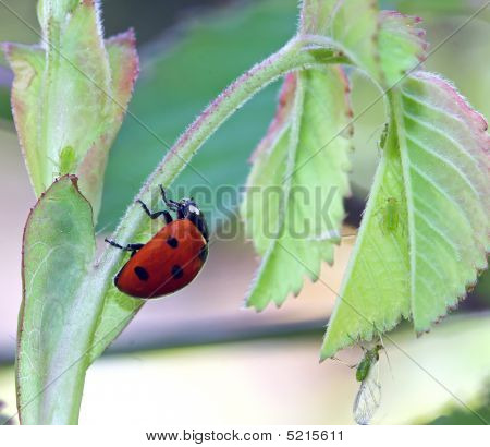 Insectos de la buena suerte