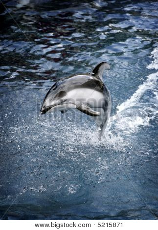 Dolphin