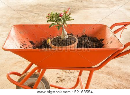 Planting A Red Adenium Obesum