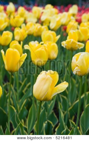 ดอกทิวลิปสีเหลืองฟ้าหลังฝน