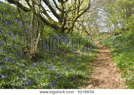 ブルーベル パス