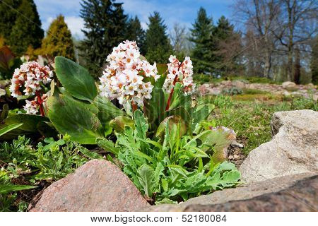 Bergenia Bressingham White