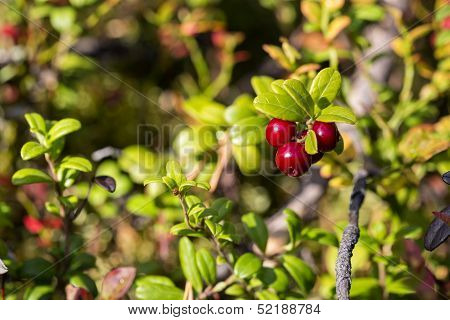 Cowberries On Bush Branch Are Ripe