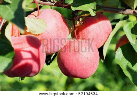 Ripe juicy apples