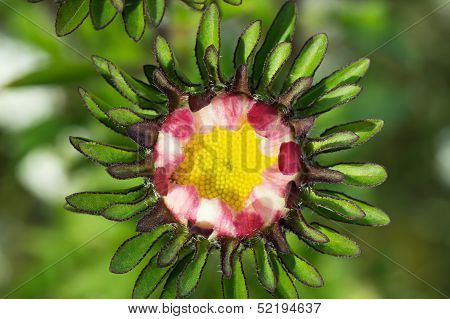 Flower in the garden