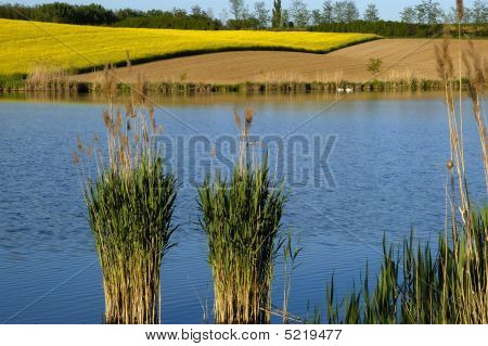Schwanensee