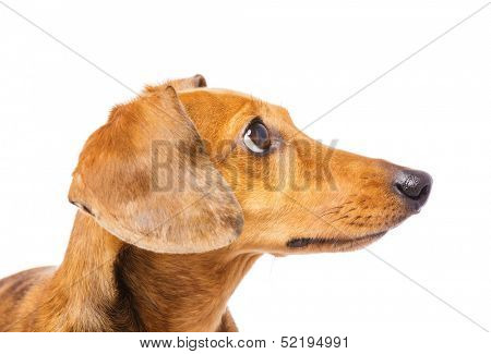 Dachshund Dog looking at a side