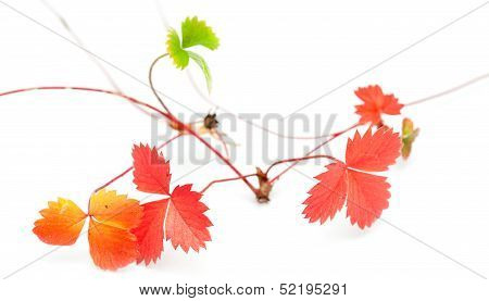 Wild Strawberry Seekers, Autumnal