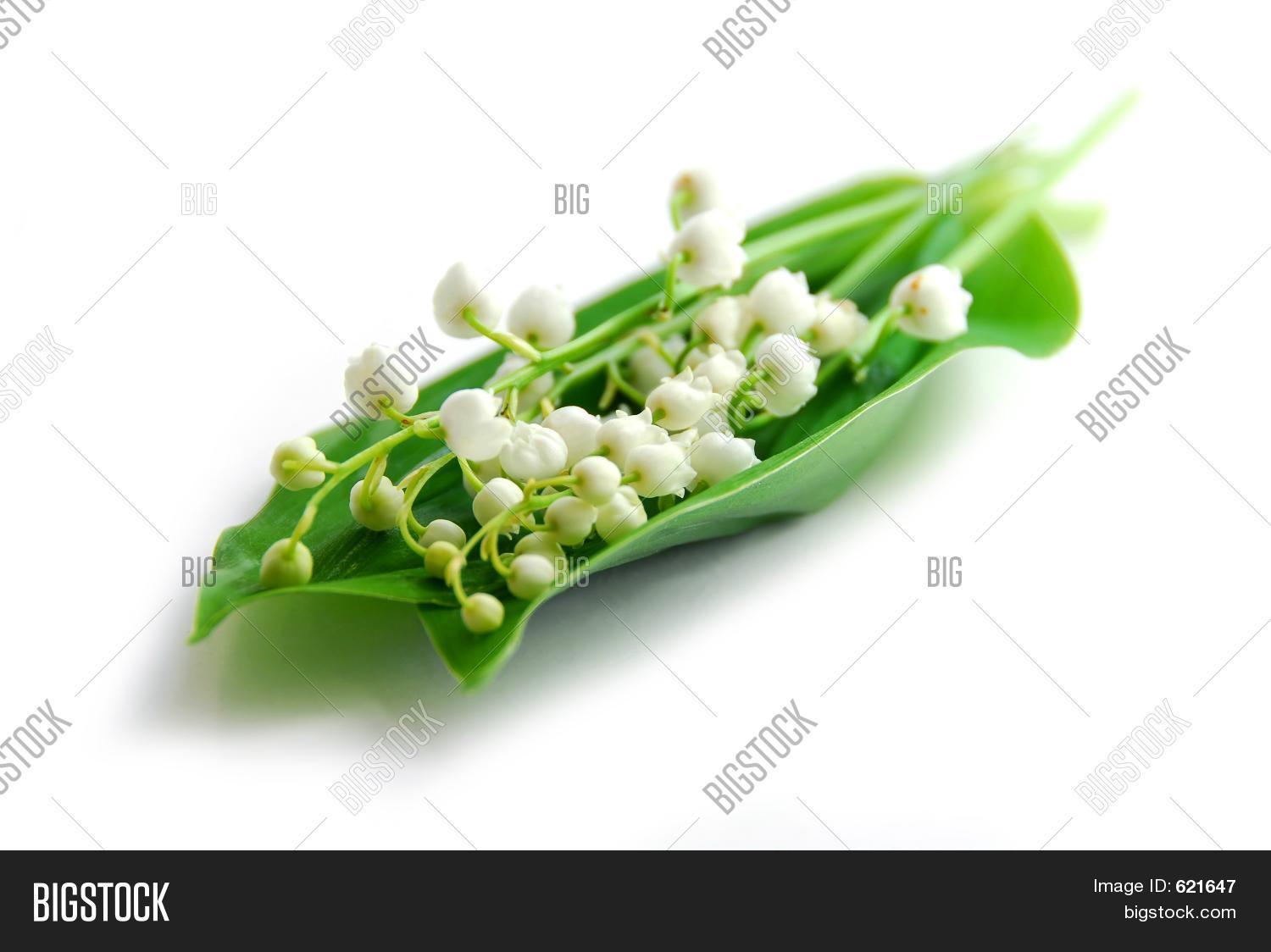 Шелк ландыши. Lily of the valley frank jonsson. Ваза green tall vintage индия. Ландыши рисунок акварелью. Lily of the valley frank jonsson.