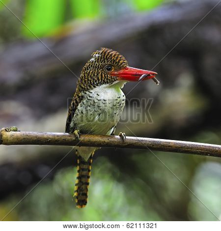Female Banded Kingfisher