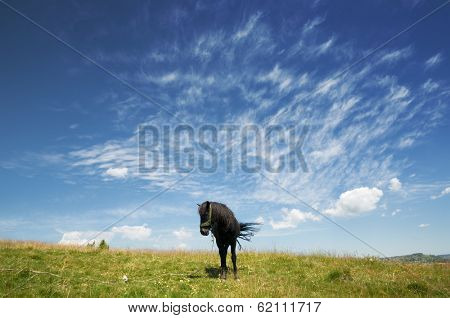 black horse agaist cloudy sky, Serbia