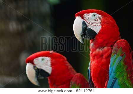 Greenwinged Macaw