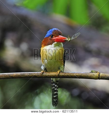 Male Banded Kingfisher