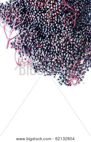 Elder Berries.