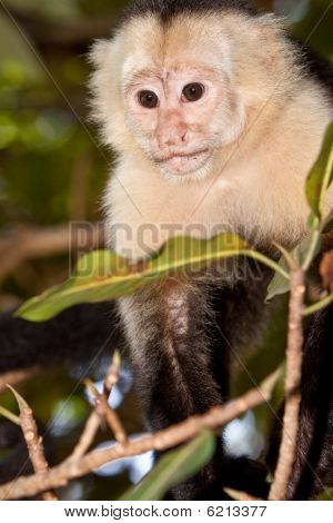 Capuchin abe i et træ
