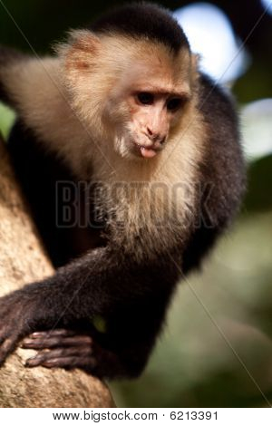 Capuchin abe i et træ