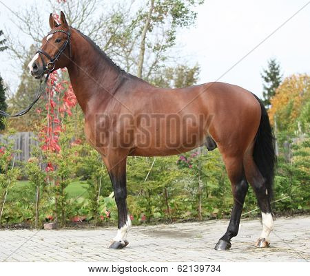 Beautiful Dutch Warmblood With Perfect Hair Style