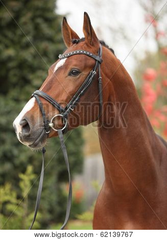 Nice Big Horse With Perfect Hair Style