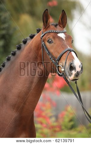 Nice Big Horse With Perfect Hair Style