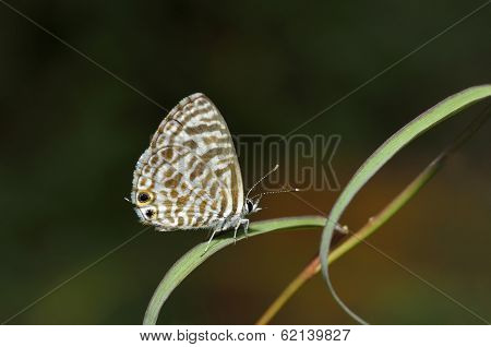 A Common Zebra Blue butterfly (Leptotes pirithous)