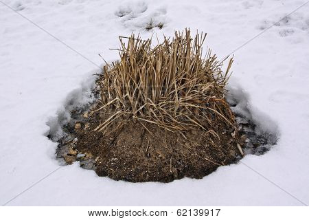 Tussock With Grass