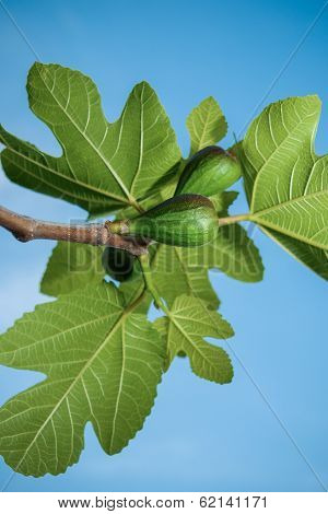 Figs In His Tree
